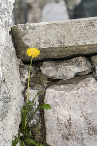 在岩石中生长的 dandelion