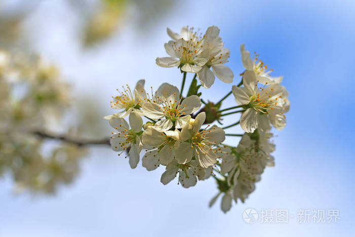 花上一天的春天樱花的