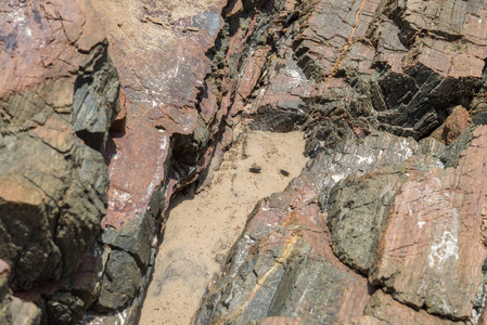 常见的潮虫图片