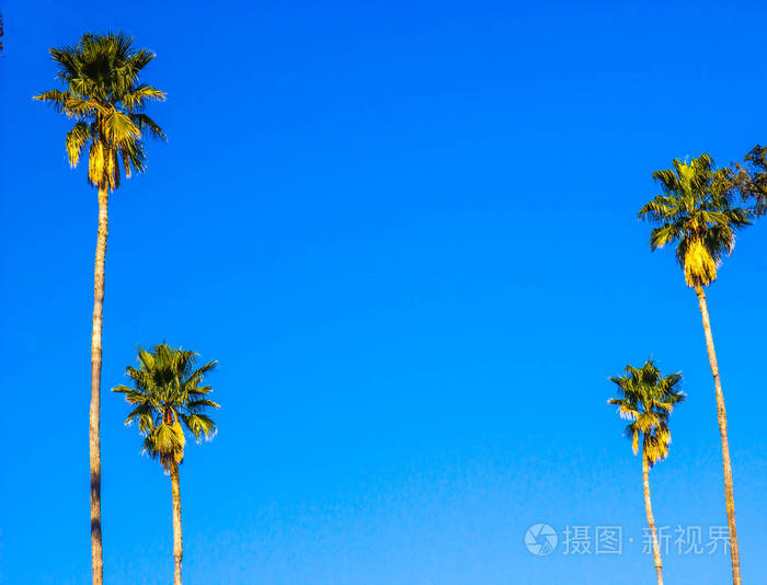 蓝天背景下四棵棕榈树