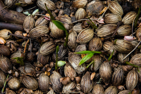 棕榈树种子图片