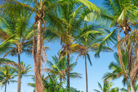椰棕树种植园景观从底层到高层图片