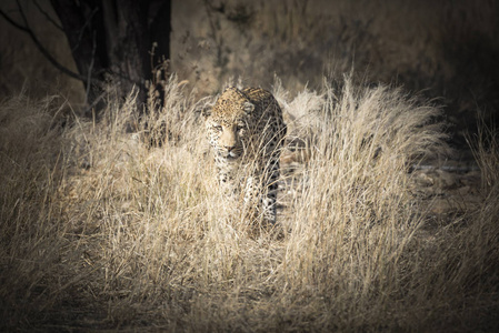 纳米比亚的一只豹子