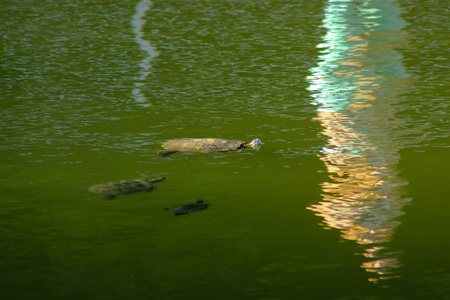 在海洋中游泳的绿色海龟