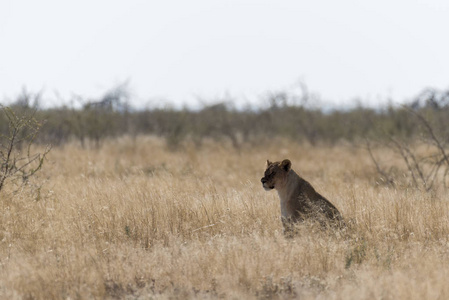 纳米比亚的一只狮子