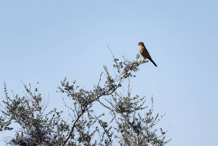 埃托沙公园里的一只鸟