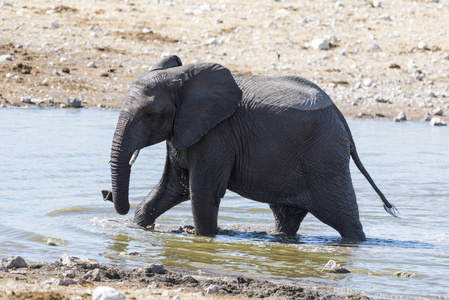 纳米比亚的一头大象