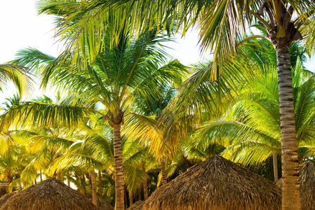 热带海滩住房屋顶和棕榈树在炎热的阳光下晒太阳