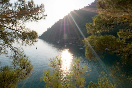 松树与蔚蓝的大海背景土耳其