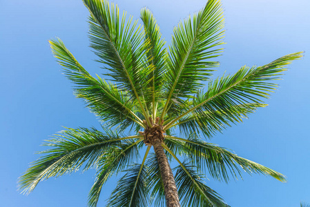 椰子棕榈树全景从底层