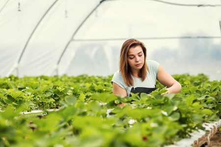 女性温室工人盒草莓,采摘浆果农场,草莓作物概念的女人照片