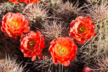 美丽的绽放野生沙漠仙人掌花照片