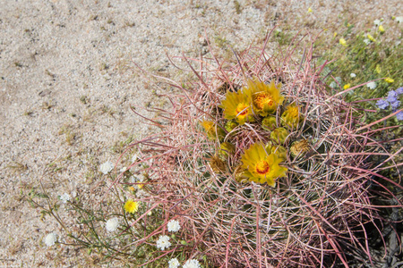 美丽盛开的野生沙漠黄色仙人掌花