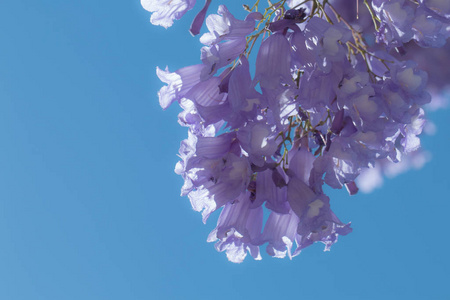 蓝花楹围墙人像图片-蓝花楹围墙人像素材-蓝花楹围墙人像插画-摄图新