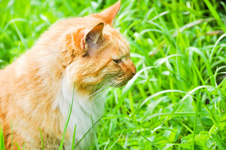 在户外吃绿草的猫