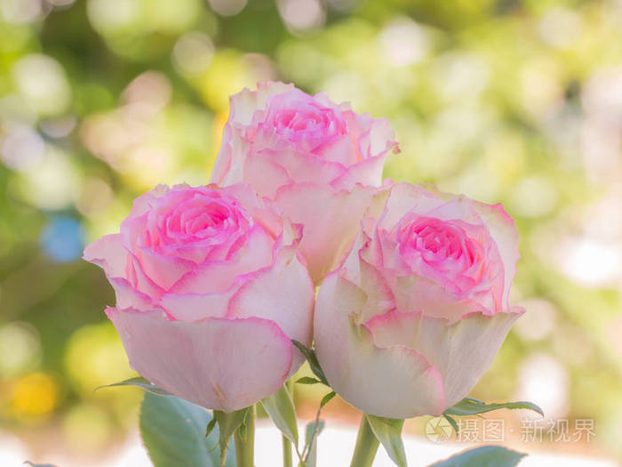 关闭粉红色的玫瑰花和水滴