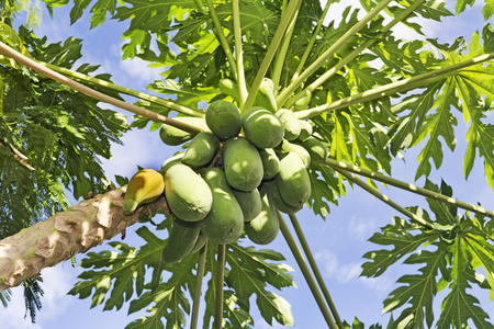 许多有机木瓜泰国在树上