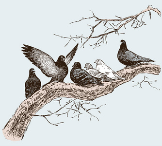 在春节那天树树枝上鸽子图片