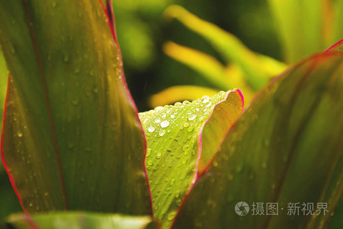 绿色的叶子植物与自然纹理