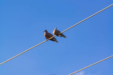 只鸽子栖息在电力电缆电线与蓝蓝的天空