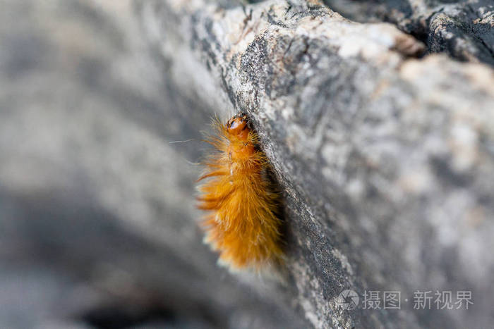 黄色与白色的小圆点 背面的毛虫照片 正版商用图片0yy1n2 摄图新视界 黄色与白色的小圆点 背面的毛虫照片 正版商用图片0yy1n2 摄图新视界
