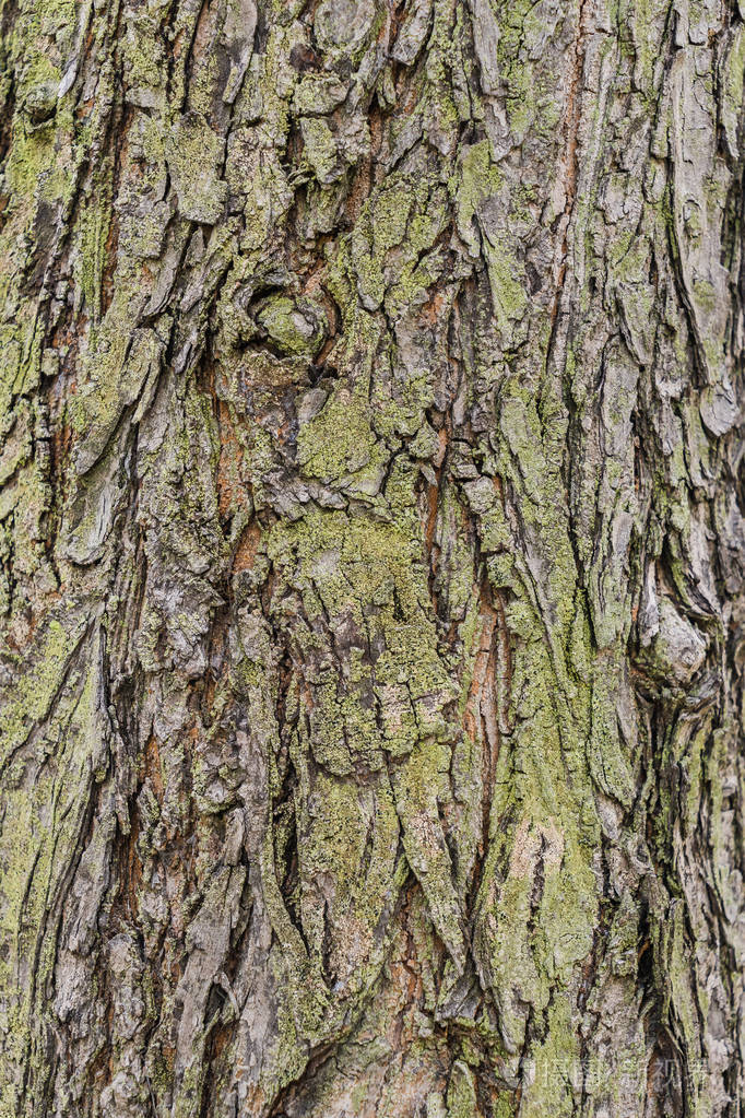 老树皮树纹理背景棕色树干