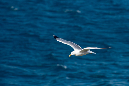 单海鸥飞翔在清晰的蓝色海面上的鸟张开翅膀照片