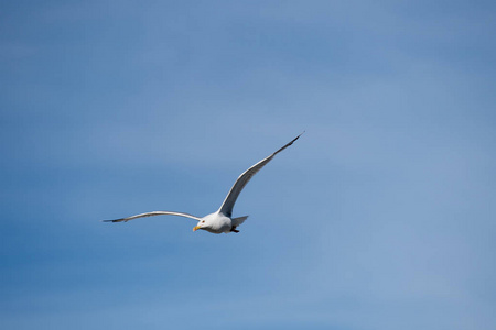 海鸥的翅膀图片