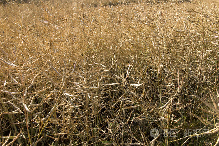 在田间生长的成熟的油菜籽