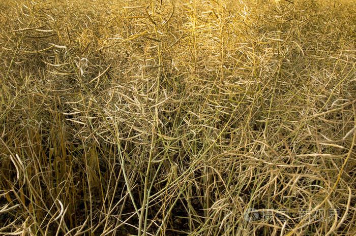 在田间生长的成熟的油菜籽