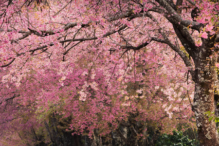 美丽粉红色的花樱花盛开的背景