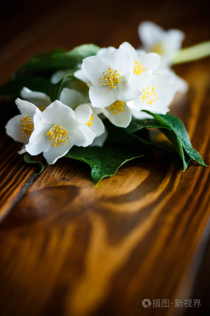 白色茉莉花