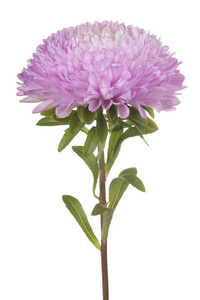 中国紫菀花