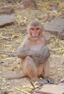 猴子在斋浦尔市