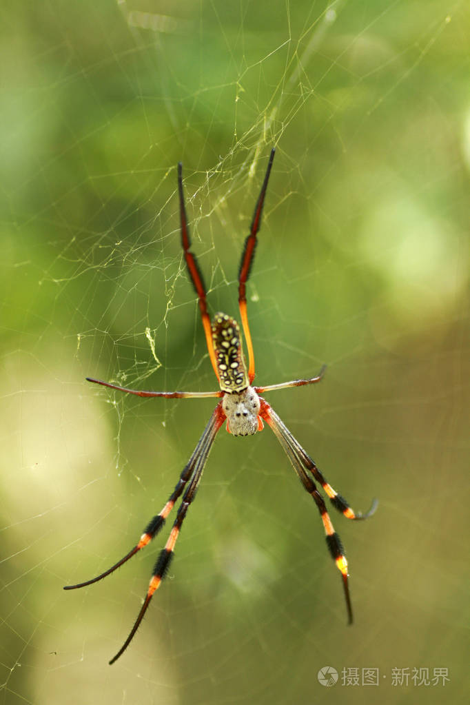 丝绸金色圆球-韦弗蜘蛛