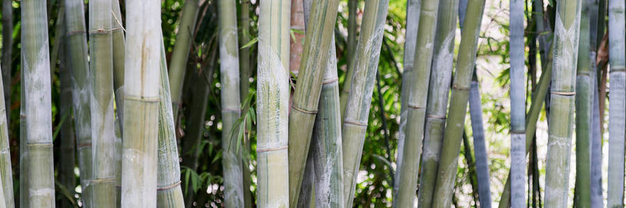 竹子在热带花园