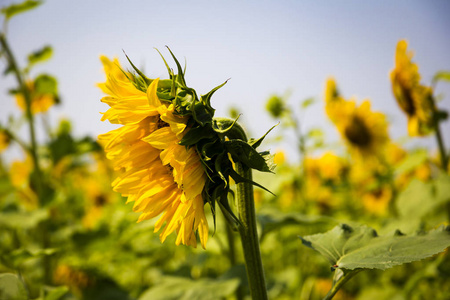 在阳光明媚的日子里, 田野上有黄色多彩的向日葵