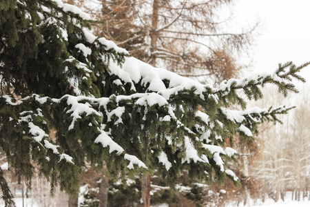 雪的树枝上