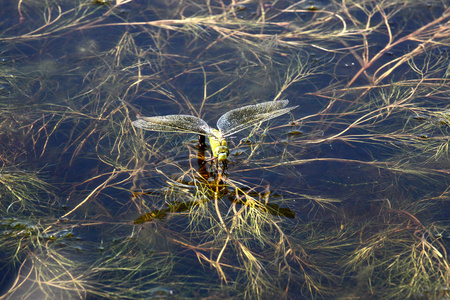 产蛋的蜻蜓图片