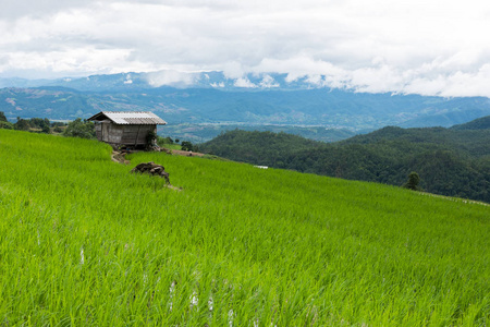 绿色的稻田，在山谷中的露台上。美丽的大自然