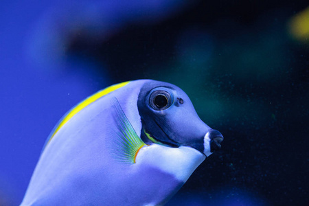 色塘鱼 Acanthurus leucosternon