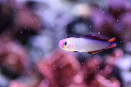 紫色帽子 firefish，Nemateleotris 综内