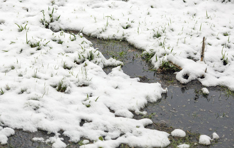 青草穿过春天, 穿过雪。有流。奥特埃尔湿