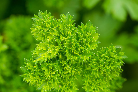 花园里有美丽的欧芹。在夏季花园种植香料