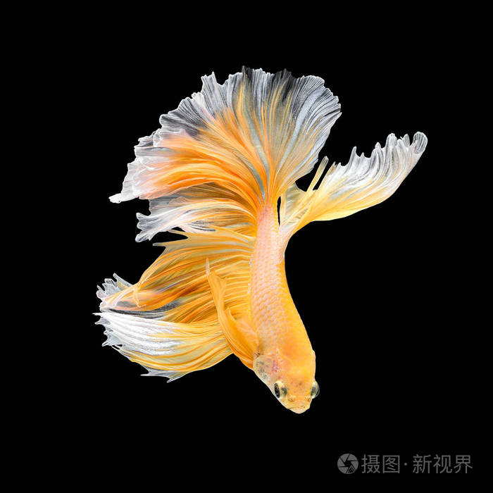 关闭了艺术运动的暹罗斗鱼斗鱼