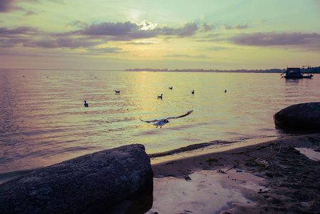 日出时海滩上的海鸥
