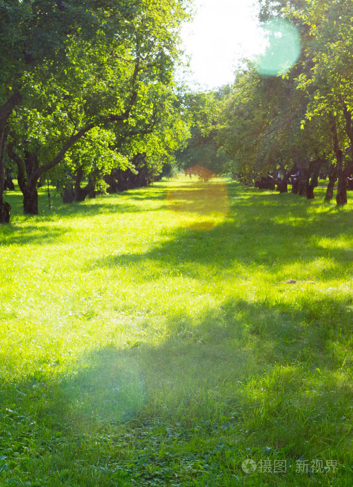 苹果在阳光明媚的日子的小树林.自然背景