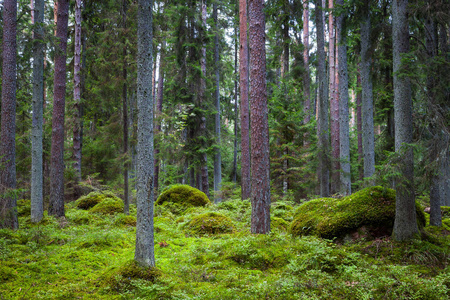 松林与苔藓覆盖的岩石。拉国家公园爱沙尼亚