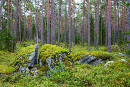 岩石在爱沙尼亚 Kasmu 船长的村庄附近的森林中