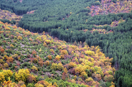 多彩的秋天森林景观